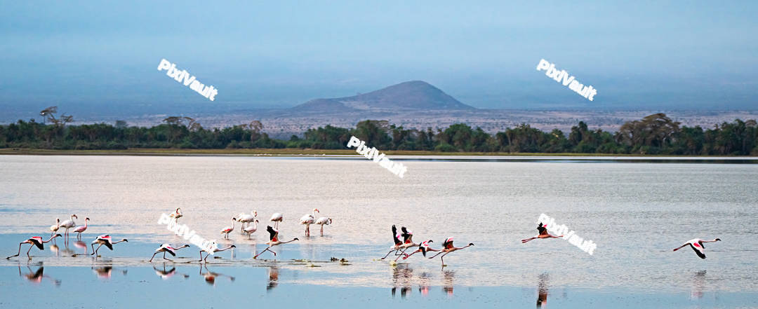 Flamingos